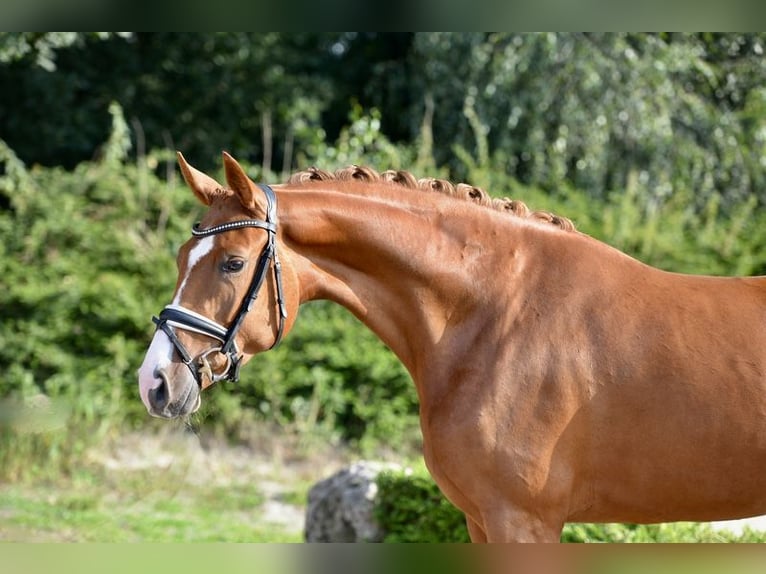 Oldenburger Merrie 3 Jaar 170 cm Vos in Visbek