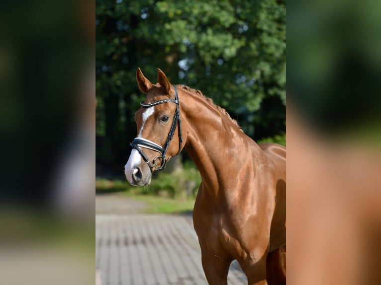 Oldenburger Merrie 3 Jaar 170 cm Vos in Visbek