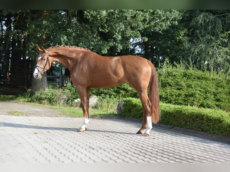Oldenburger Merrie 3 Jaar 170 cm Vos in Visbek