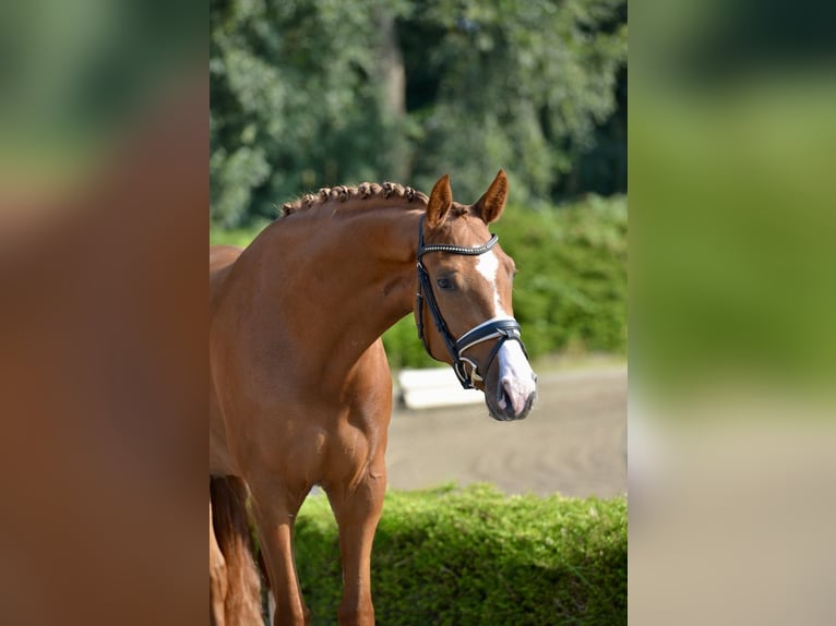 Oldenburger Merrie 3 Jaar 170 cm Vos in Visbek