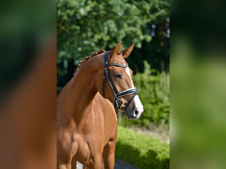 Oldenburger Merrie 3 Jaar 170 cm Vos in Visbek
