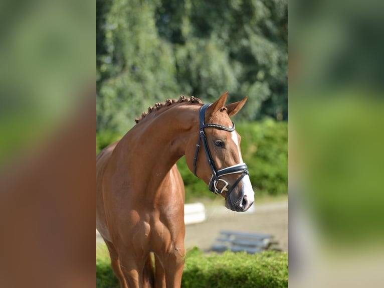 Oldenburger Merrie 3 Jaar 170 cm Vos in Visbek