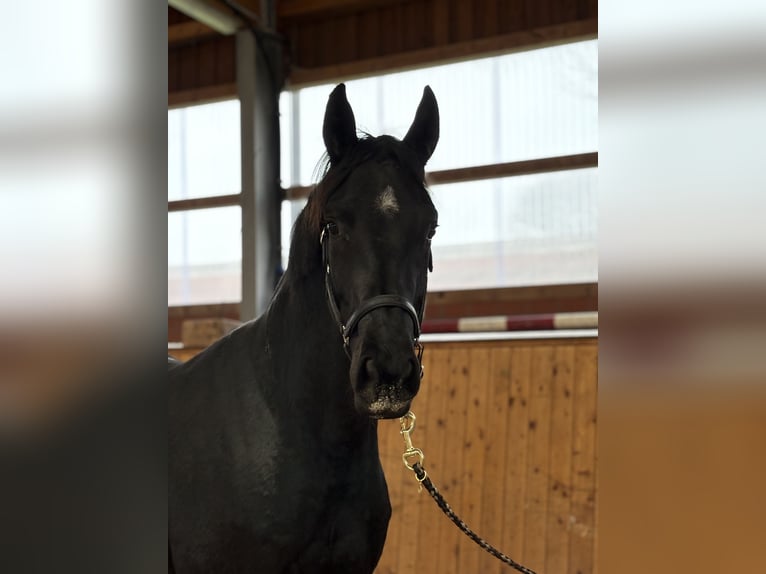 Oldenburger Merrie 3 Jaar 170 cm Zwart in Barver