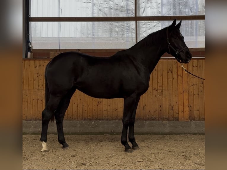 Oldenburger Merrie 3 Jaar 170 cm Zwart in Barver