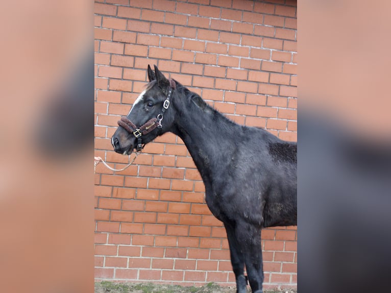 Oldenburger Merrie 3 Jaar 170 cm Zwart in Höltinghausen