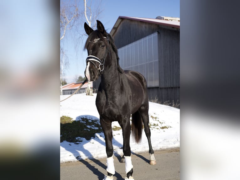 Oldenburger Merrie 3 Jaar 170 cm Zwart in Kloster Lehnin