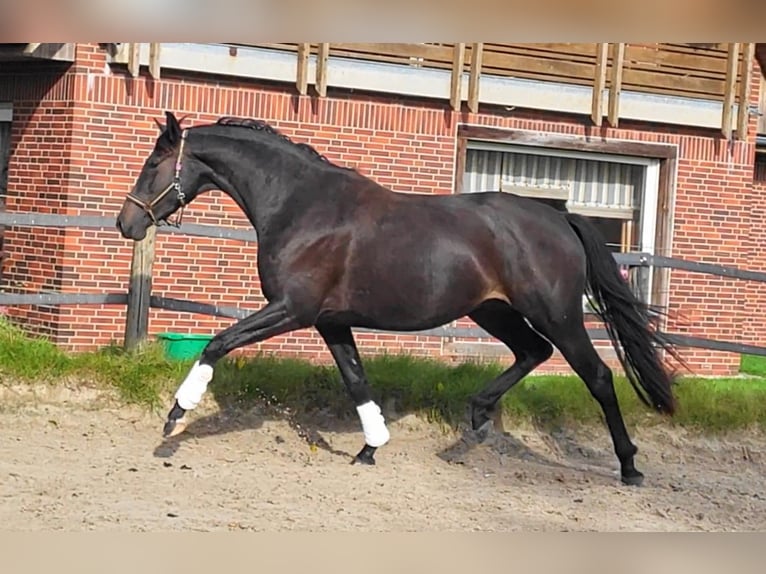 Oldenburger Merrie 3 Jaar 170 cm Zwartbruin in Butjadingen
