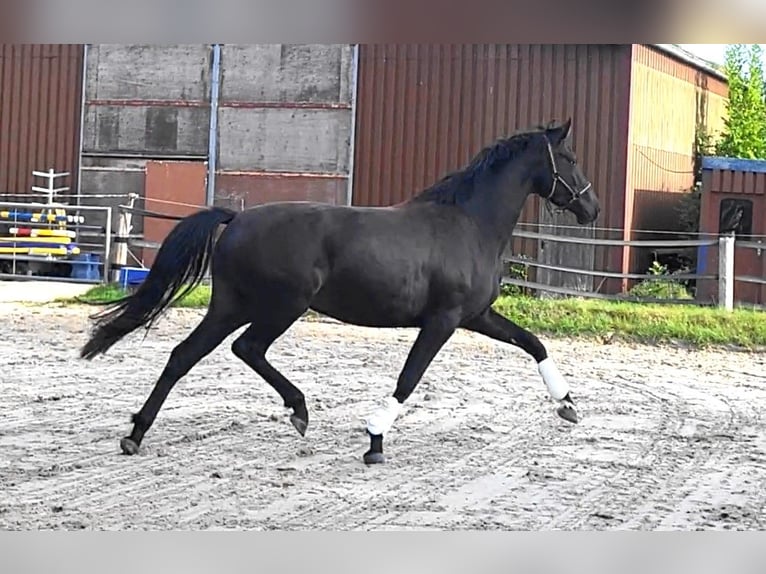Oldenburger Merrie 3 Jaar 170 cm Zwartbruin in Butjadingen