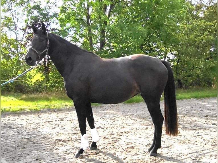 Oldenburger Merrie 3 Jaar 170 cm Zwartbruin in Butjadingen