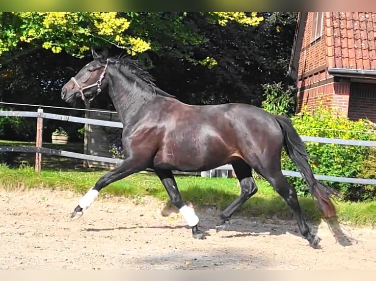 Oldenburger Merrie 3 Jaar 170 cm Zwartbruin in Butjadingen