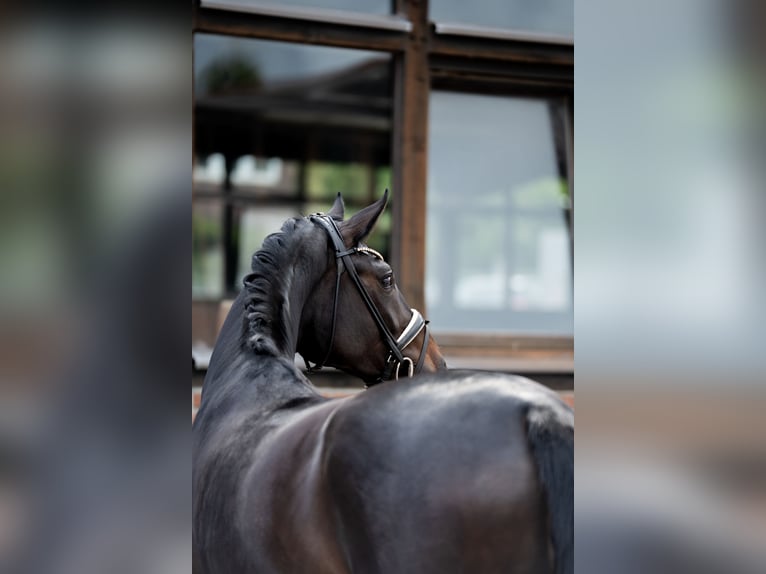 Oldenburger Merrie 3 Jaar 170 cm Zwartbruin in Heidesheim am Rhein