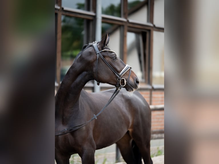 Oldenburger Merrie 3 Jaar 170 cm Zwartbruin in Heidesheim am Rhein