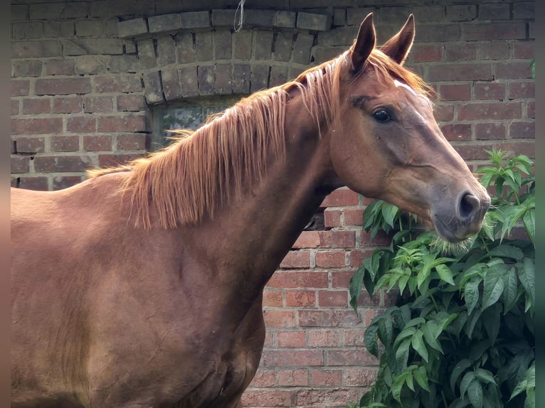 Oldenburger Merrie 3 Jaar 172 cm Donkere-vos in Ehrenburg