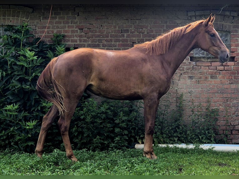 Oldenburger Merrie 3 Jaar 172 cm Donkere-vos in Ehrenburg