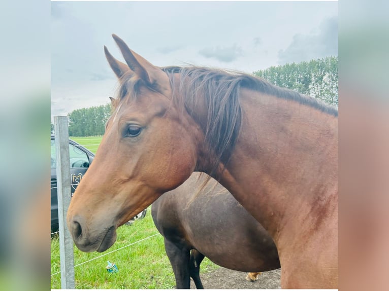 Oldenburger Merrie 3 Jaar 172 cm Donkere-vos in Werder