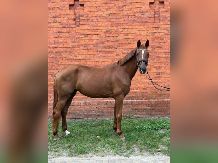 Oldenburger Merrie 3 Jaar 172 cm Donkere-vos in NeustadtDosse