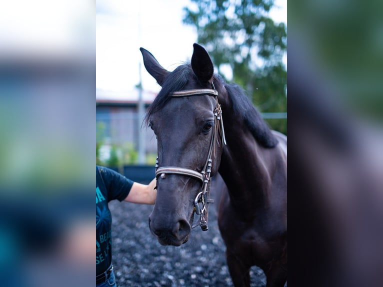 Oldenburger Merrie 3 Jaar 172 cm Zwart in Gro&#xDF;grabe