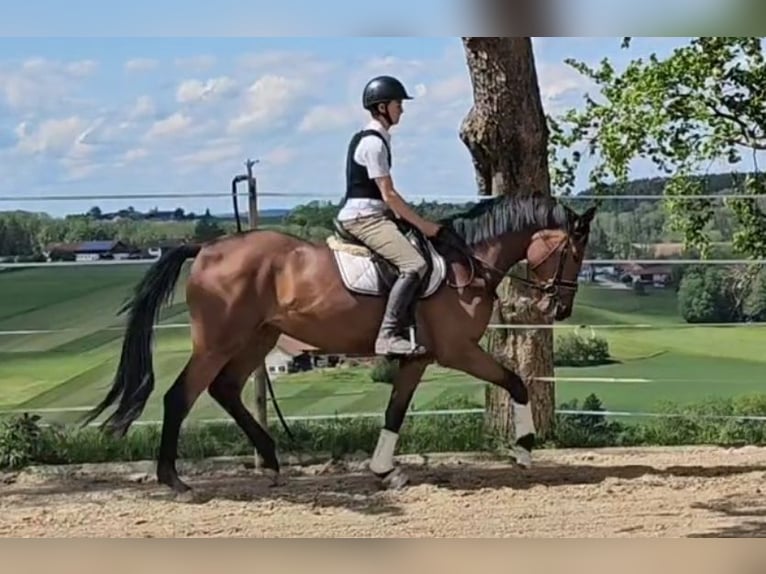 Oldenburger Merrie 3 Jaar 173 cm Bruin in Sankt Wolfgang