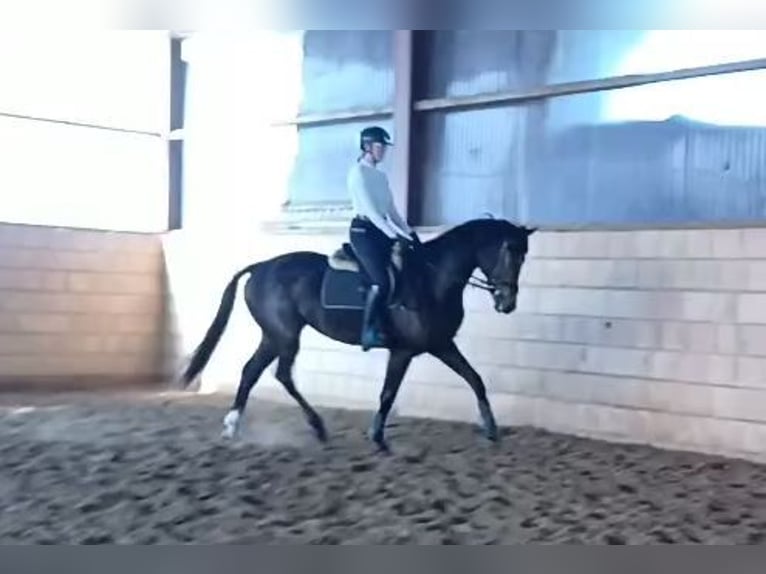 Oldenburger Merrie 3 Jaar 173 cm Donkerbruin in Lohne (Oldenburg)