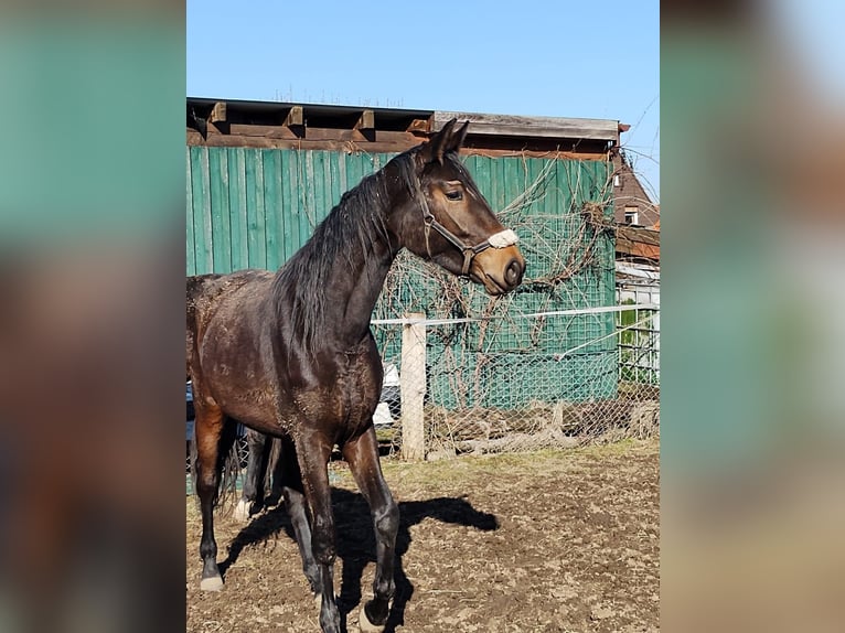 Oldenburger Merrie 3 Jaar 175 cm Bruin in Fuldatal