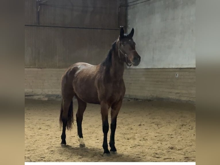 Oldenburger Merrie 3 Jaar 175 cm Bruin in Mainz