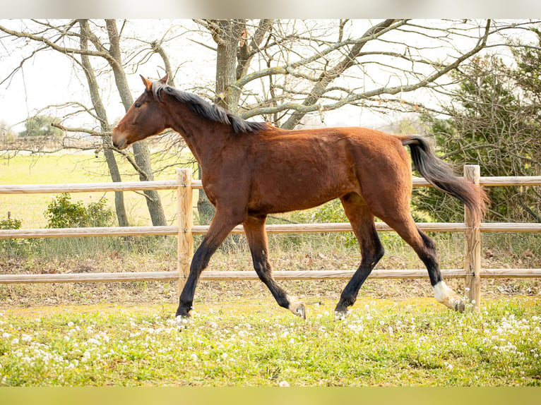 Oldenburger Merrie 3 Jaar 175 cm Bruin in Roujan