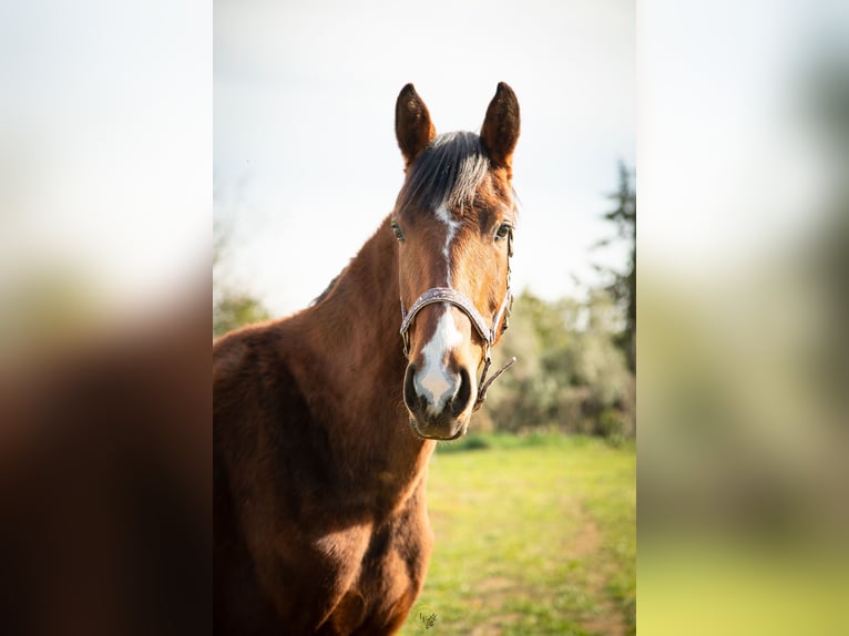 Oldenburger Merrie 3 Jaar 175 cm Bruin in Roujan