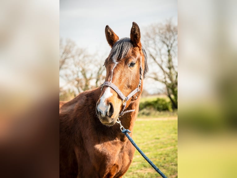 Oldenburger Merrie 3 Jaar 175 cm Bruin in Roujan