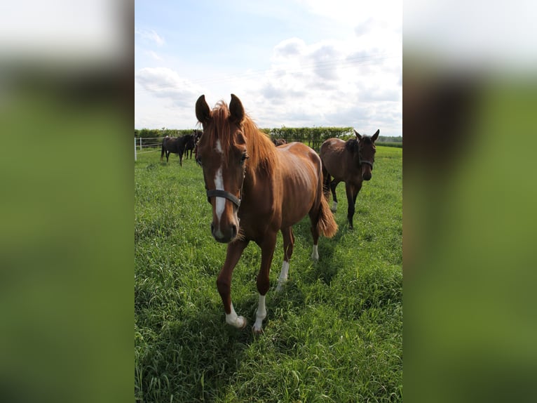 Oldenburger Merrie 3 Jaar Donkere-vos in Hankensbüttel