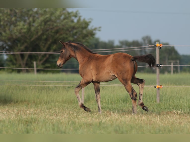 Oldenburger Merrie 3 Jaar in BROCKUM