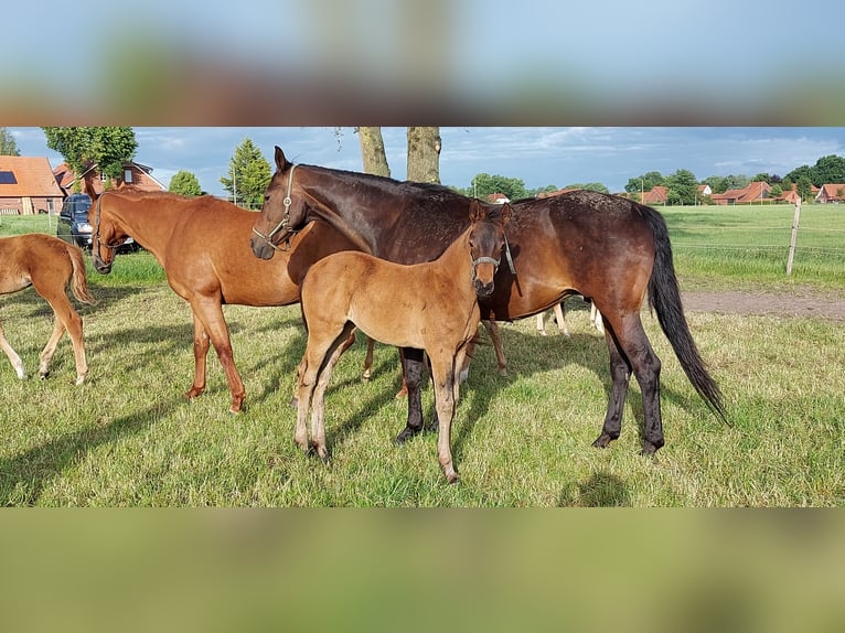 Oldenburger Merrie 3 Jaar in BROCKUM