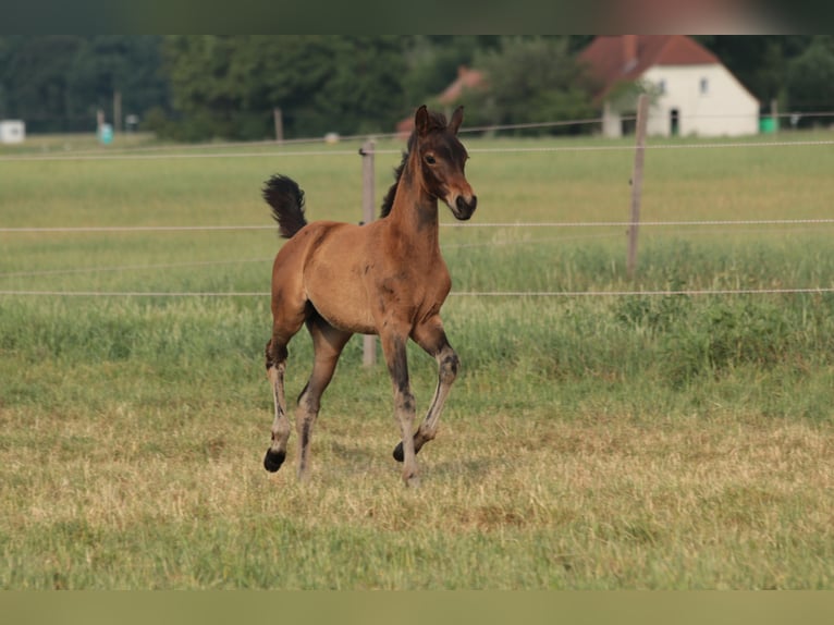 Oldenburger Merrie 3 Jaar in BROCKUM