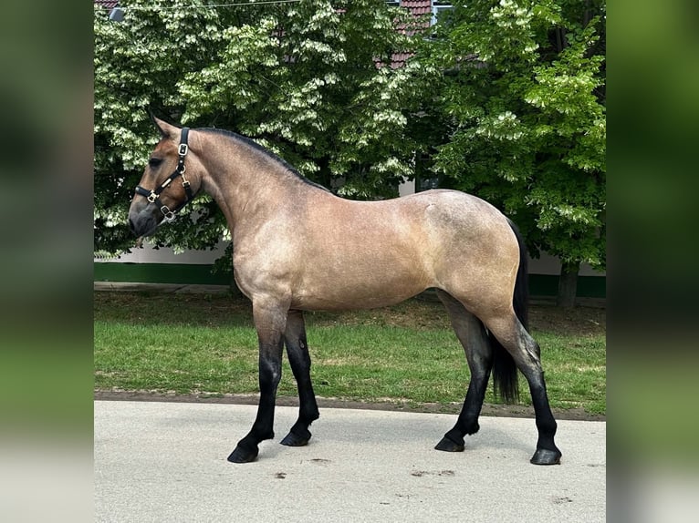 Oldenburger Merrie 4 Jaar 153 cm Roan-Bay in Zwartewaal