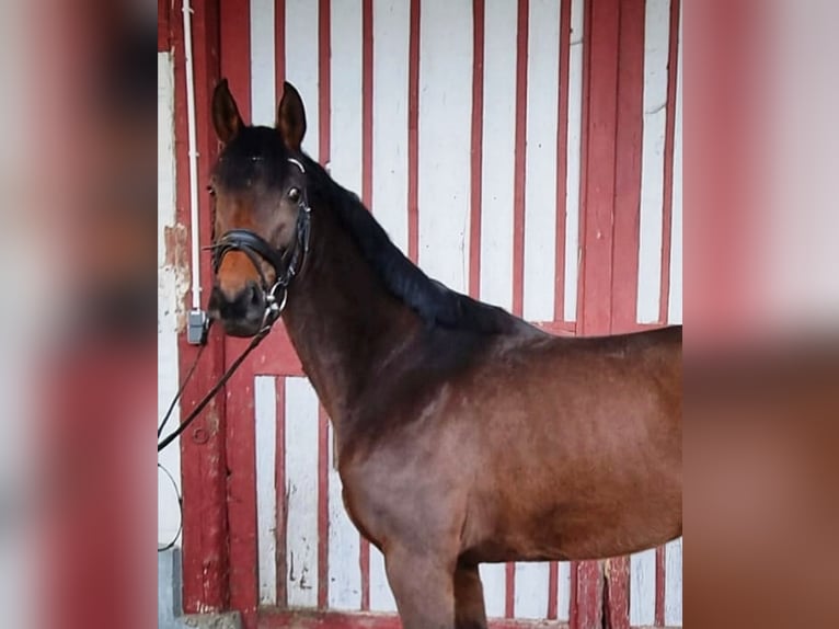 Oldenburger Merrie 4 Jaar 156 cm Bruin in Bad Schussenried