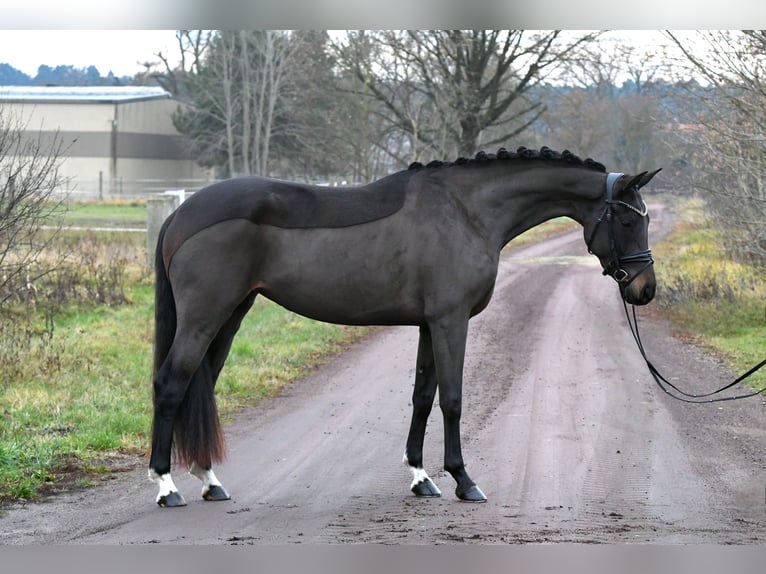 Oldenburger Merrie 4 Jaar 156 cm Donkerbruin in Kamern