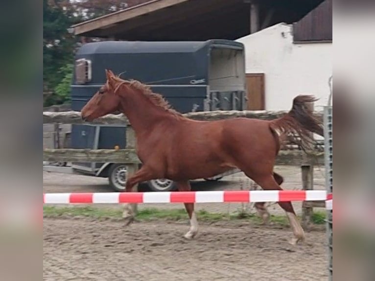 Oldenburger Merrie 4 Jaar 156 cm Vos in Damme