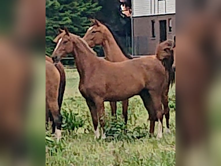 Oldenburger Merrie 4 Jaar 156 cm Vos in Damme