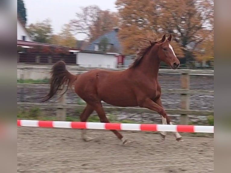 Oldenburger Merrie 4 Jaar 156 cm Vos in Damme