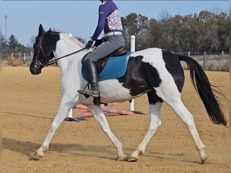 Oldenburger Merrie 4 Jaar 157 cm Gevlekt-paard in Robards