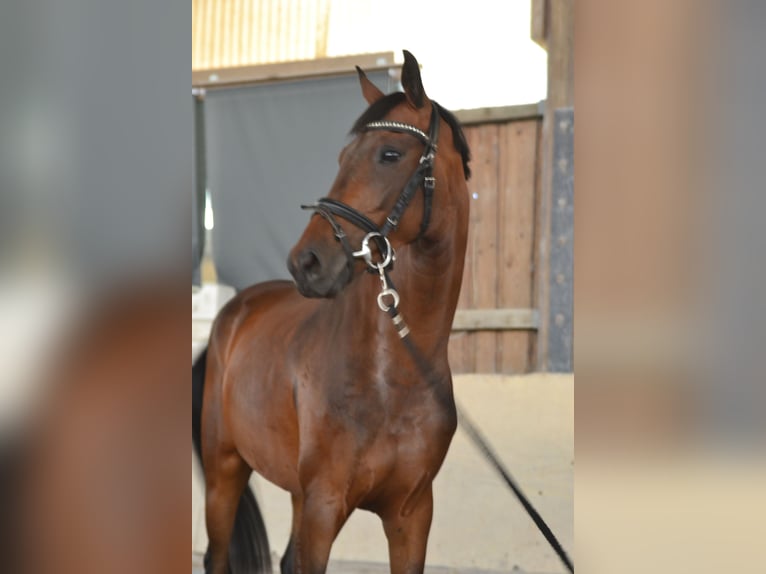Oldenburger Merrie 4 Jaar 158 cm Bruin in W&#xFC;rzburg