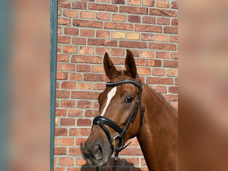 Oldenburger Merrie 4 Jaar 158 cm Vos in Harsewinkel