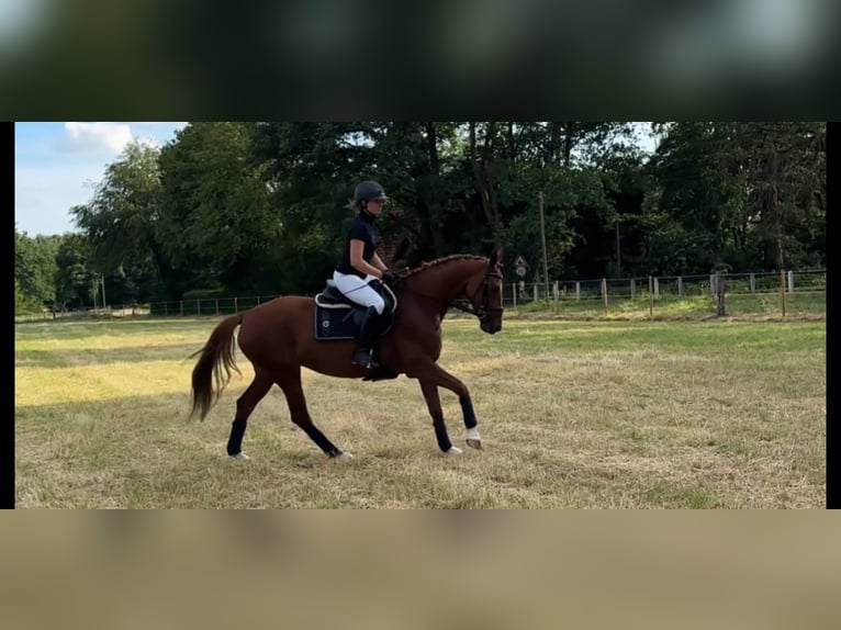 Oldenburger Merrie 4 Jaar 158 cm Vos in Harsewinkel