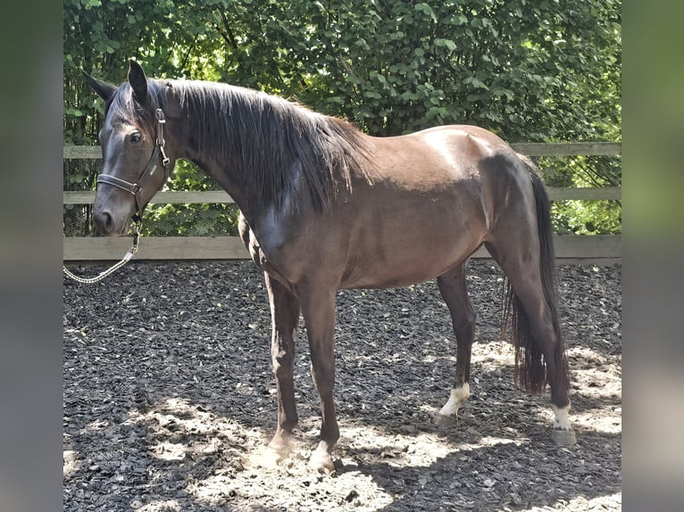 Oldenburger Merrie 4 Jaar 158 cm Zwart in Haselbachtal