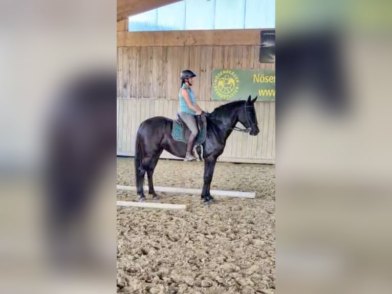 Oldenburger Merrie 4 Jaar 158 cm Zwart in Bad Endorf