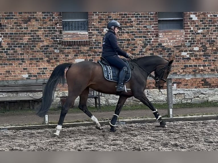 Oldenburger Merrie 4 Jaar 159 cm Donkerbruin in Gro&#xDF; Tw&#xFC;lpstedt