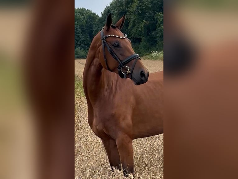 Oldenburger Merrie 4 Jaar 160 cm Bruin in Syke