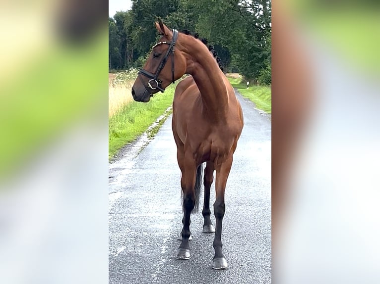 Oldenburger Merrie 4 Jaar 160 cm Bruin in Syke