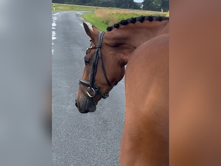 Oldenburger Merrie 4 Jaar 160 cm Bruin in Syke