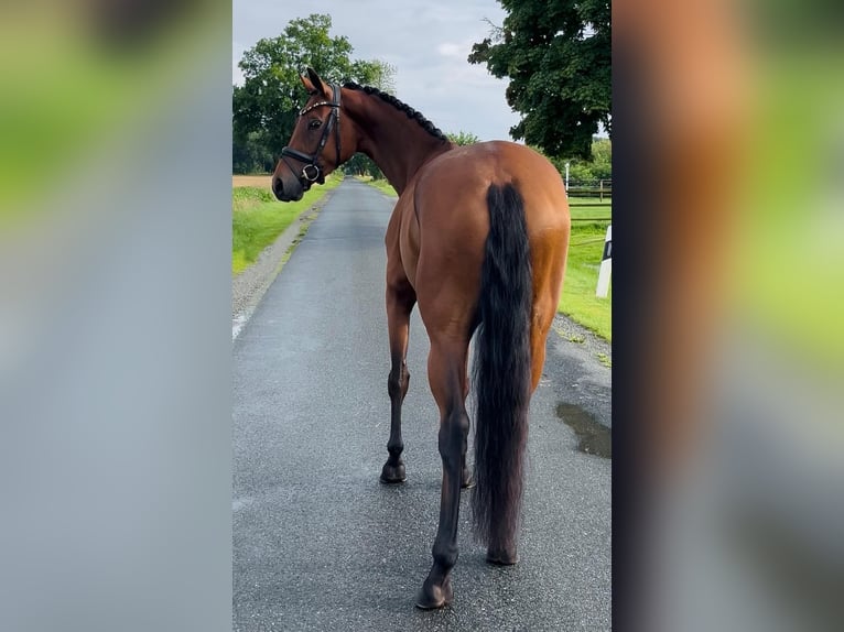 Oldenburger Merrie 4 Jaar 160 cm Bruin in Syke