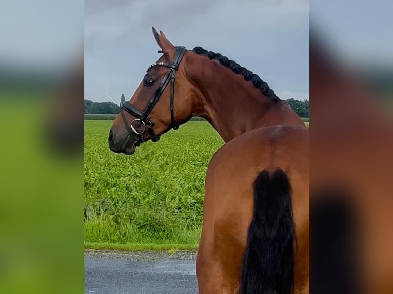 Oldenburger Merrie 4 Jaar 160 cm Bruin in Syke